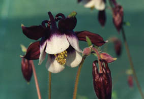 Aquilegia 'William Guiness' (= Magpie)